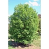 Kép 2/3 - Juhar francia - Acer monspessulanum 80/100cm K2l