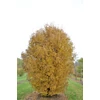 Kép 3/3 - Juhar francia - Acer monspessulanum 60/80cm K2l