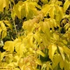 Kép 1/2 - Acer negundo 'Kelly's Gold'