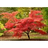 Kép 2/5 - Juhar japán - Acer palmatum 'Phoenix' 30/40cm K2l
