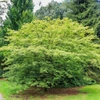 Kép 3/5 - Juhar japán - Acer palmatum 'Phoenix' 30/40cm K2l