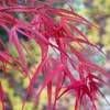 Kép 2/3 - Juhar japán lilásvörös levelű - Acer palmatum 'Atrolineare' 40/60cm K10l