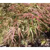 Kép 3/3 - Juhar japán lilásvörös levelű - Acer palmatum 'Atrolineare' 40/60cm K10l