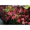 Kép 3/3 - Juhar ujjas bíborvörös levelű - Acer palmatum 'Atropurpureum' 30/40cm K3l