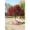 Kép 1/2 - Acer palmatum 'Bloodgood'