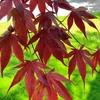 Kép 2/2 - Juhar japán - Acer palmatum 'Bloodgood' 125/150cm k30l