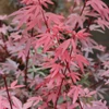 Kép 2/2 - Juhar japán vörös levelű törpe - Acer palmatum 'Brandts Dwarf' 125/150cm K10l