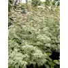 Kép 3/4 - Juhar japán fehér tarka levelű - Acer palmatum 'Butterfly' 40/60cm K5l