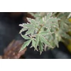 Kép 4/4 - Juhar japán fehér tarka levelű - Acer palmatum 'Butterfly' 40/60cm K5l