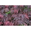 Kép 2/3 - Juhar japán - Acer palmatum 'Crimson Princess' 150/175cm K10,5l