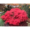 Kép 3/3 - Juhar japán - Acer palmatum 'Crimson Princess' 150/175cm K10,5l
