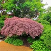 Kép 1/2 - Acer palmatum 'Crimson Queen'