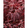 Kép 2/2 - Juhar japán lilásvörös levelű - Acer palmatum 'Crimson Queen' 80/100cm K10l