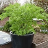 Kép 2/3 - Juhar japán zöld szeldelt levelű - Acer palmatum 'Dissectum' 40/60cm K5l