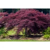 Kép 1/3 - Acer palmatum 'Dissectum Garnet'