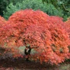 Kép 3/3 - Juhar japán zöld szeldelt levelű - Acer palmatum 'Dissectum' 40/60cm K5l