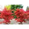 Kép 2/3 - Juhar japán vörös levelű - Acer palmatum 'Fireglow' 40/60cm K3l
