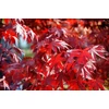 Kép 1/3 - Acer palmatum 'Fireglow'
