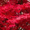 Kép 3/3 - Juhar japán vörös levelű - Acer palmatum 'Fireglow' 40/60cm K3l
