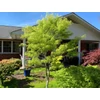 Kép 2/3 - Juhar japán ősszel aranysárga levelű - Acer palmatum 'Koto-no-ito' 100/125cm K50l