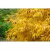 Kép 3/3 - Juhar japán ősszel aranysárga levelű - Acer palmatum 'Koto-no-ito' 60/80cm K10l