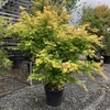 Kép 2/3 - Juhar japán narancssárga levelű - Acer palmatum 'Orange Dream' 125/150cm K25l