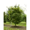 Kép 2/4 - Juhar japán ősszel skarlátvörös levelű - Acer palmatum 'Osakazuki' 80/100cm K7,5l