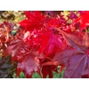 Kép 3/4 - Juhar japán ősszel skarlátvörös levelű - Acer palmatum 'Osakazuki' 80/100cm K7,5l