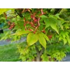 Kép 4/4 - Juhar japán ősszel skarlátvörös levelű - Acer palmatum 'Osakazuki' 80/100cm K7,5l
