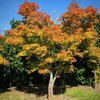Kép 2/4 - Juhar japán élénkzöld levelű - Acer palmatum 'Sango Kaku' 60/80cm K6l