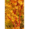 Kép 3/4 - Juhar japán élénkzöld levelű - Acer palmatum 'Sango Kaku' 60/80cm K6l