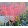 Kép 4/4 - Juhar japán élénkzöld levelű - Acer palmatum 'Sango Kaku' 60/80cm, alacsony törzses, K6l