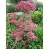 Kép 2/3 - Juhar japán vörös-rózsaszín tarka levelű - Acer palmatum 'Shirazz' 80/100cm többtörzsű K18l