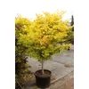 Kép 2/2 - Juhar japán ősszel narancssárga levlű - Acer palmatum 'Summer Gold' 40/60cm