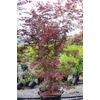 Kép 2/3 - Juhar japán - Acer palmatum 'Trompenburg' 100/125cm K7,5l