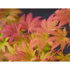 Kép 3/3 - Juhar japán - Acer palmatum 'Trompenburg' 100/125cm K7,5l