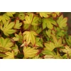 Kép 1/4 - Acer palmatum 'Sango Kaku'