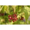 Kép 5/5 - Juhar japán - Acer palmatum 200/250cm K50l