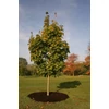 Kép 2/2 - Juhar korai - Acer platanoides 'Cleveland' 175/200cm K15l