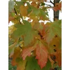 Kép 2/4 - Juhar korai oszlopos - Acer platanoides 'Columnare' 300/350cm TK6/8cm K20l