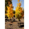 Kép 3/4 - Juhar korai oszlopos - Acer platanoides 'Columnare' 300/350cm TK6/8cm K20l