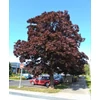 Kép 1/3 - Acer platanoides 'Crimson King'