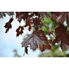 Kép 2/3 - Juhar korai bordó levelű - Acer platanoides 'Crimson King' 175/200cm TK6/8 K15l