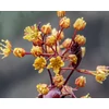 Kép 3/3 - Juhar korai bordó levelű - Acer platanoides 'Crimson King' 175/200cm TK6/8 K15l