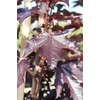 Kép 2/2 - Juhar oszlopos bordó levelű - Acer platanoides 'Crimson Sentry' 200/250cm TK10/12 K18l