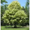 Kép 3/3 - Juhar korai fehér tarka levelű - Acer platanoides 'Drummondii' 125/150cm K3l