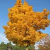 Kép 1/4 - Acer platanoides 'Emerald Queen'