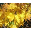Kép 2/3 - Juhar gömb törzsre oltott - Acer platanoides 'Globosum' 200/250cm TK8/10 T200cm K20l