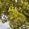 Kép 3/3 - Juhar gömb törzsre oltott - Acer platanoides 'Globosum' 200/250cm TK8/10 T200cm K20l
