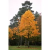 Kép 2/2 - Juhar korai oszlopos - Acer platanoides 'Olmsted' 350/400cm TK6/8cm K15l